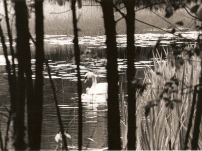 swan-guardian-ireland-1386887869-jpg